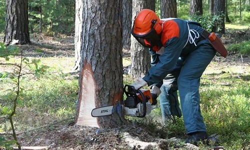 Как правильно спилить дерево бензопилой – безопасно и эффективно!